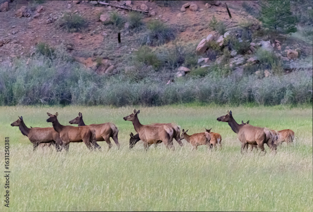 Naklejka premium Elk Herd on Guanella Pass