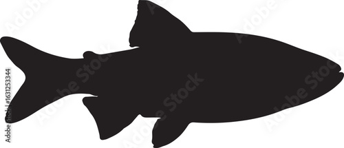  Bengal danio fish in silhouette white background.
