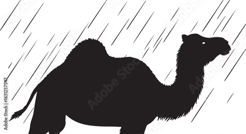  Camel with rain in silhouette image white backgrpound.