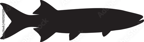 Chain pickerel in silhouette white background.