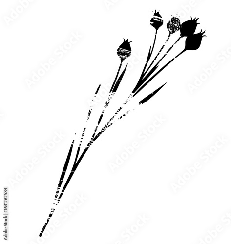 Vector Elegant poppy seed heads with slender stems.