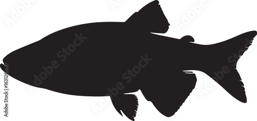 Danio in silhouette white background.