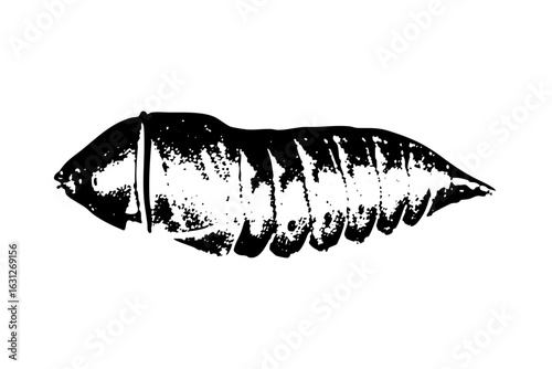 Vector Detailed black pupa showcases insect metamorphosis.