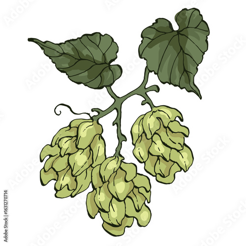 Beer hop illustration. Design element for logo, label, emblem, sign, poster, label. Hand drawn sketch illustration. Vintage-style etching, perfect for packaging, prints, menus, and digital designs.
