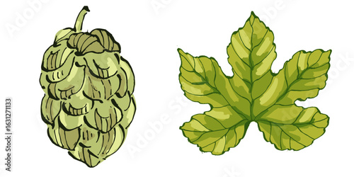 Beer hop illustration. Design element for logo, label, emblem, sign, poster, label. Hand drawn sketch illustration. Vintage-style etching, perfect for packaging, prints, menus, and digital designs.