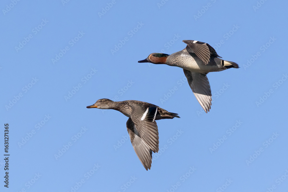 Obraz premium Common teal is small colorful water bird