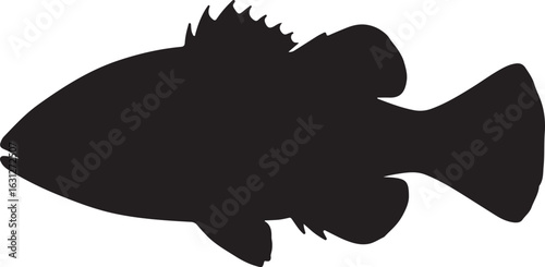 False brotula fish in silhouette white background.