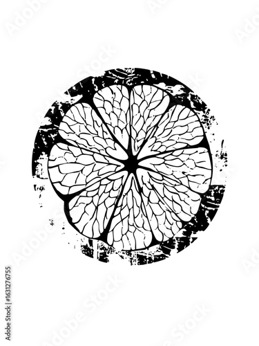 Vector Detailed citrus slice with radial segments.