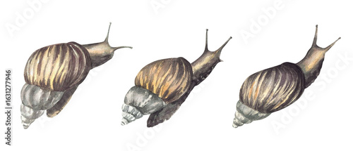 Snail, tropical slug set Watercolor cochlea realistic illustration. Hand drawn mollusks with conical shell, invertebrate. Slow Insect clipart for books, animal card, sticker Isolated from background