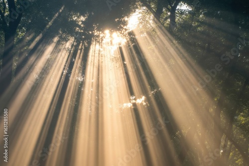 Golden sunbeams pierce dense forest canopy creating ethereal light shafts and a magical, serene atmosphere for nature lovers