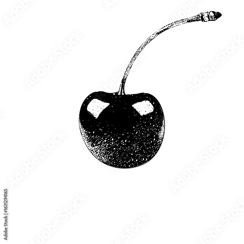 Vector Detailed of a single dark cherry with a curved stem.