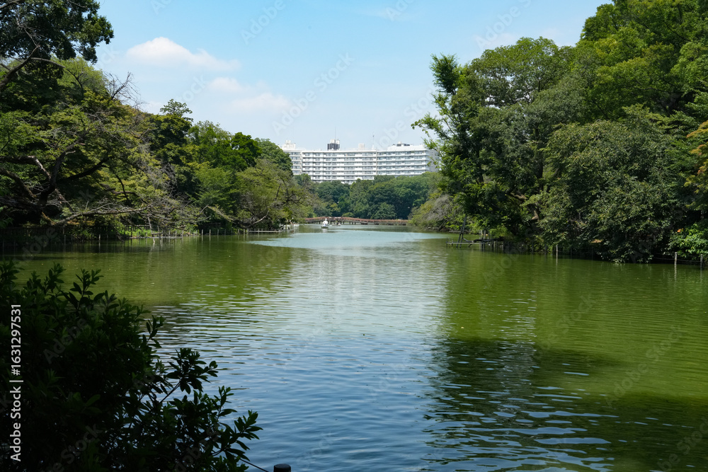 Fototapeta premium 井之頭公園