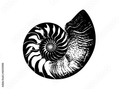 Vector Detailed nautilus with spiral .