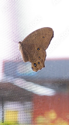 A beautiful butterfly sits on the window sill.