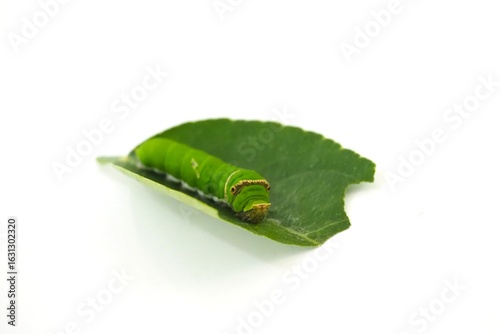 The green worm on the leaf is very cute.