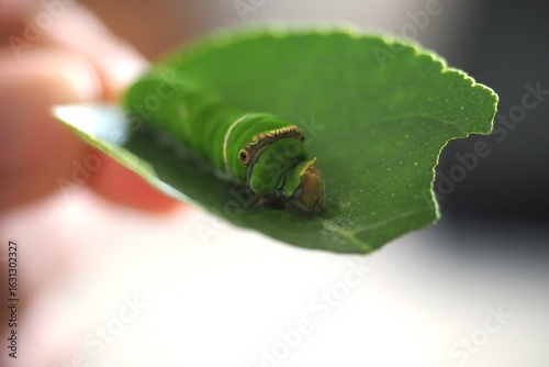 The green worm on the leaf is very cute.