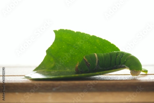 The green worm on the leaf is very cute.