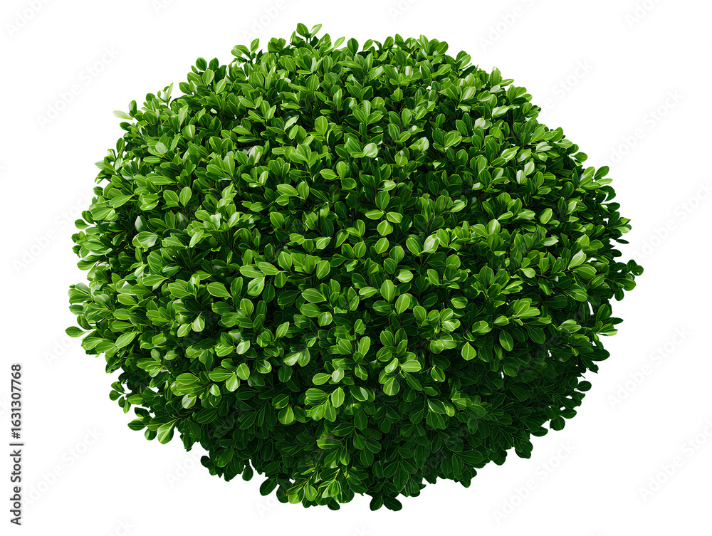 Obraz premium Top view Buxus microphylla tree plan isolated white background