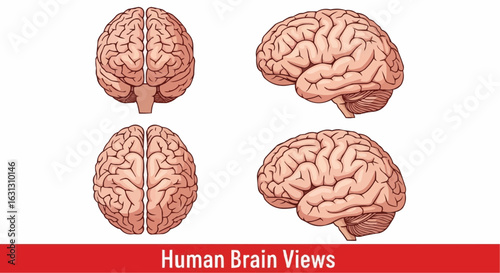 Human brain views. Top, frontal, side. stock illustration
Human Brain, Illustration, Vector, Front View, Intelligence