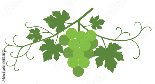 Green grape cluster on the vine with tendrils on white for food packaging