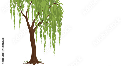 Weeping willow, bent in garden, against a blank backdrop. Possible use for graphics