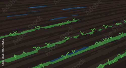 Young crops growing after watering in the field. Growth and irrigation concept