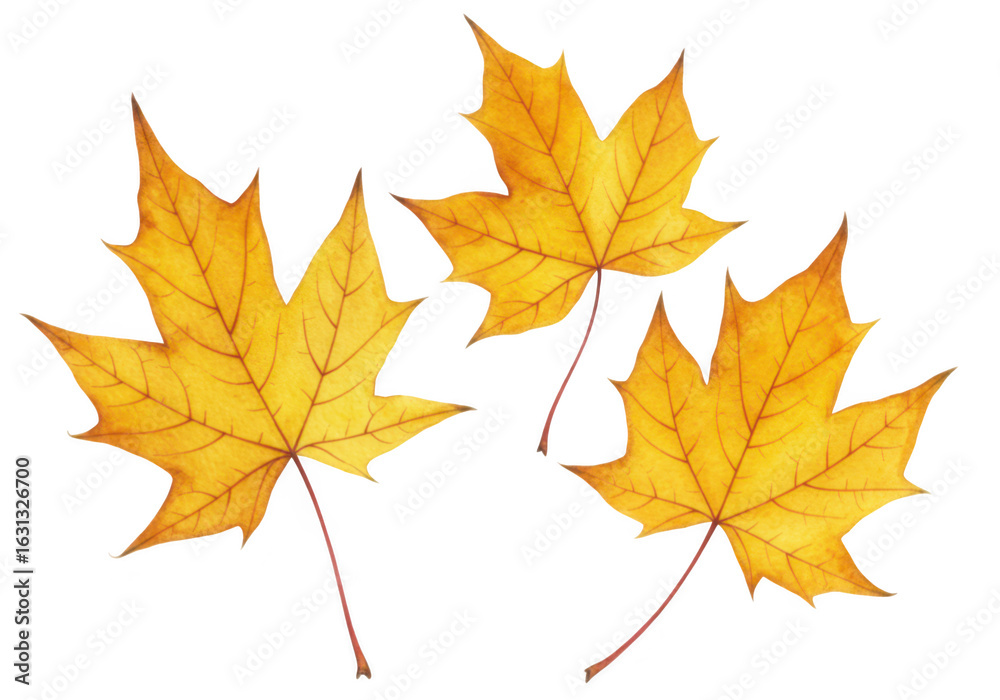 Fototapeta premium Three yellow maple leaves isolated on transparent background, representing the beauty of autumn and the changing seasons