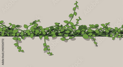 Lush green vine with round leaves trailing over a wall for decoration or a background
