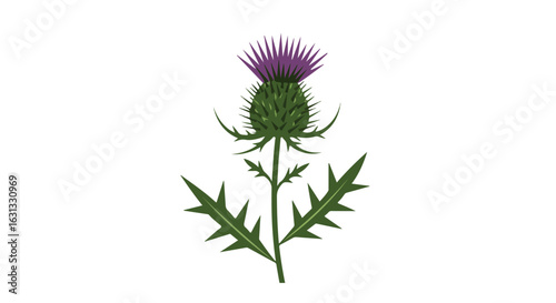 Graphic thistle illustration on a white canvas. Can be used in design