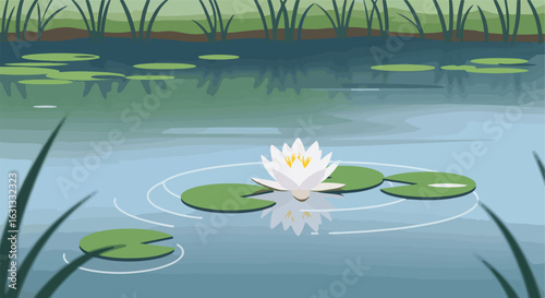 Single water lily blooms on a pond, lily pads float in background, calm still scene