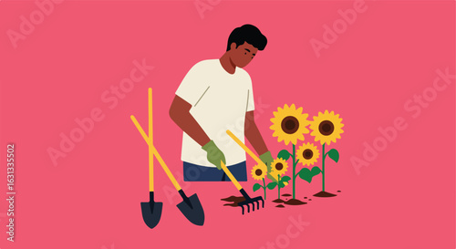 Man rakes sunflower patch against solid backdrop, for gardening concepts
