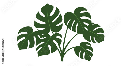 A monstera plant illustration on white, isolated for graphical use, backgrounds
