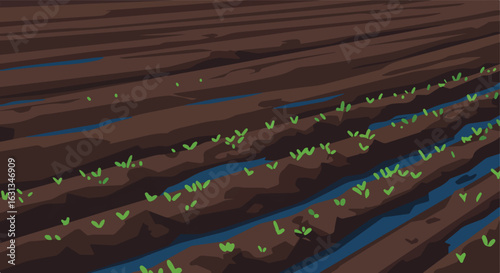 Plants grow in a field with rows, irrigation happens in the background