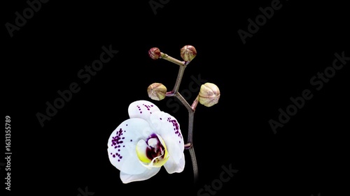 Blooming lilac orchid on a black background, time lapse. Free space for text. holiday greeting