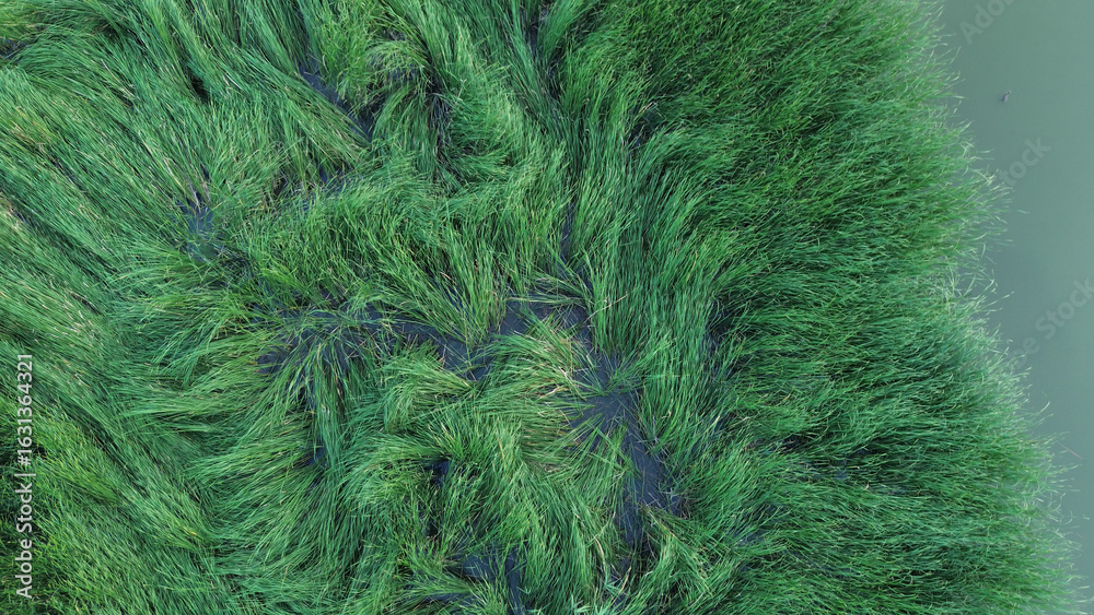 Obraz premium Vibrant marshland with tall green reeds