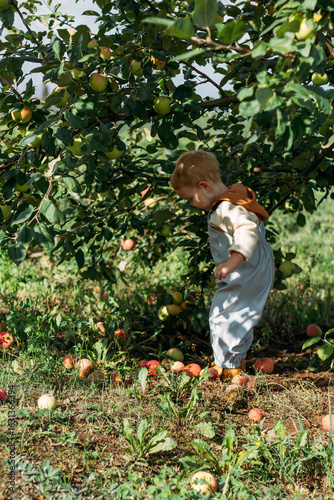 A little red-haired boy in a gray-blue jumpsuit collects red apples under an apple tree