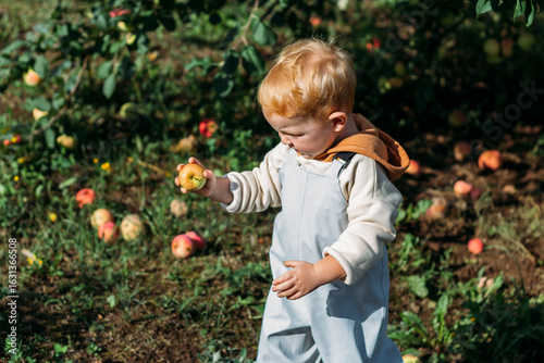 A little red-haired boy collects ripe apples under an apple tree on a sunny autumn day