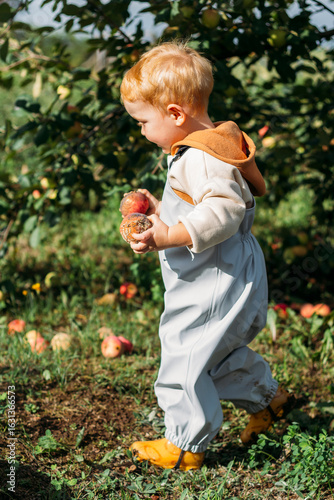 A little red-haired boy collects ripe apples under an apple tree on a sunny autumn day