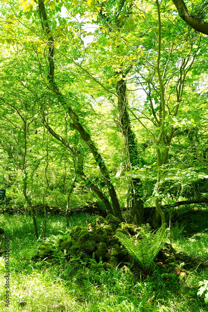 Naklejka premium fresh green forest in the delightful sunlight
