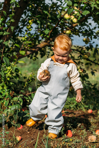 A little red-haired boy collects ripe apples under an apple tree on a sunny autumn day