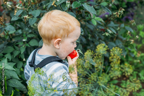 A little boy in a blue raincoat jumpsuit holds a red tomato against a background of flowers. Natural products from the garden