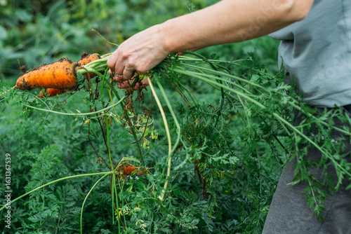 Women's hands pull fresh red-orange carrots from the garden after the rain. Harvesting, natural eco-friendly products