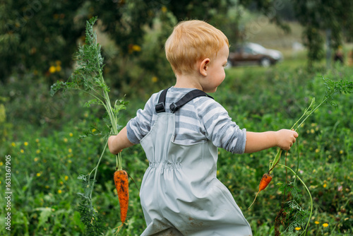 A little boy in a gray-blue jumpsuit and bright yellow boots holds a red carrot by the tops. Harvesting in your own garden