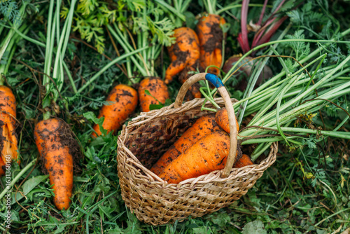 Bright orange carrots, freshly dug out of the ground, are lying on the grass and in a wicker basket. Autumn harvest