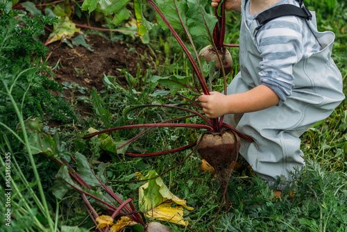 A red-haired boy in a gray jumpsuit picks up a freshly pulled beetroot from the garden. Harvesting in the backyard