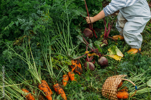 A red-haired boy in a gray jumpsuit picks up a freshly pulled beetroot from the garden. Harvesting in the backyard.