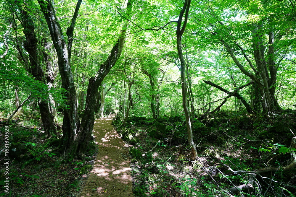 Fototapeta premium old spring path through mossy rocks and trees