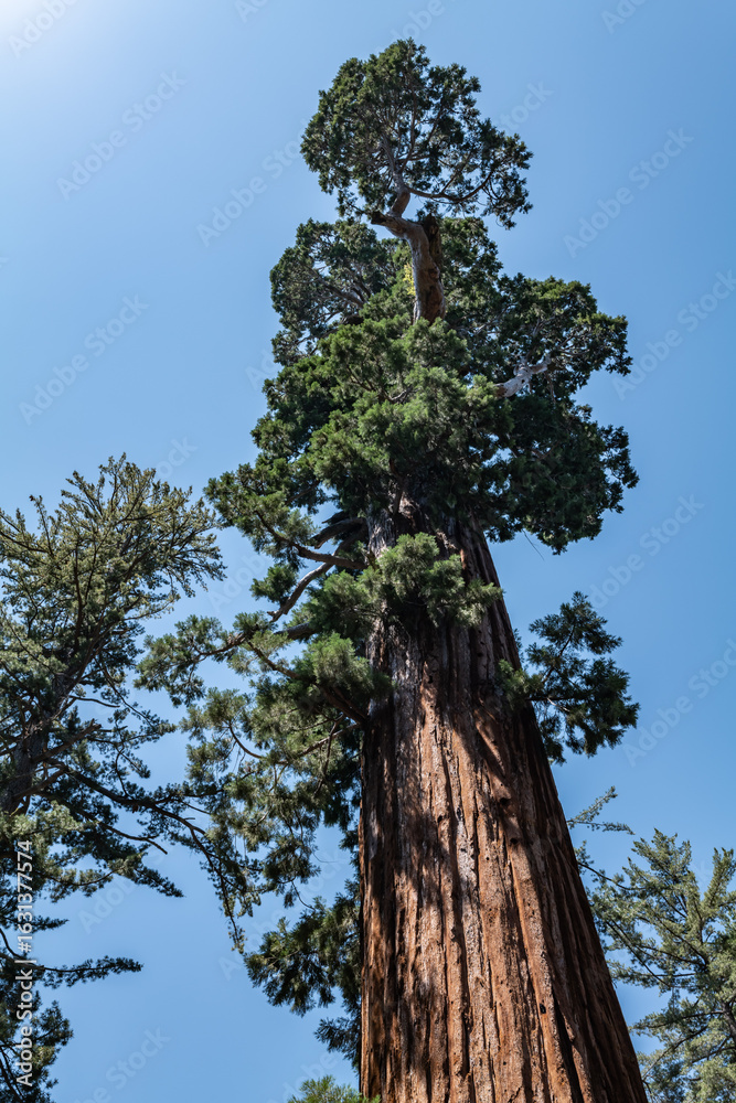 Fototapeta premium General Grant Grove, Kings Canyon National Park, The western slopes of the Sierra Nevada mountain range of California. Sequoiadendron giganteum (giant sequoia, giant redwood, Sierra redwood