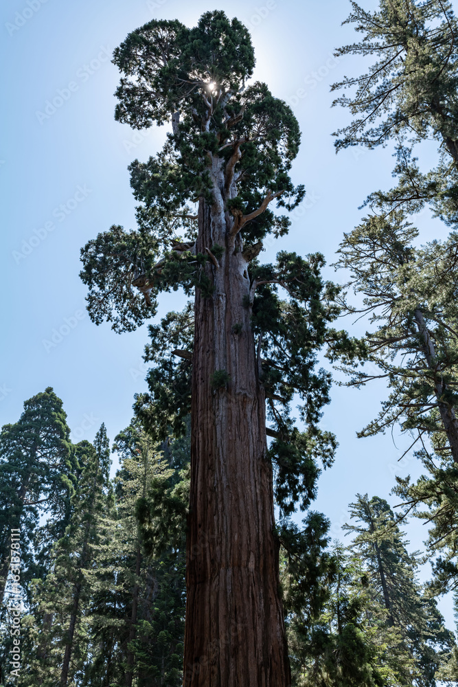 Fototapeta premium General Grant Grove, Kings Canyon National Park, he western slopes of the Sierra Nevada mountain range of California. Sequoiadendron giganteum (giant sequoia, giant redwood, Sierra redwood 