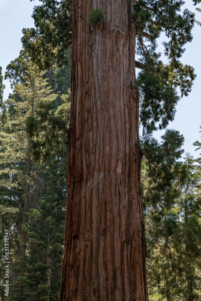 Obraz premium General Grant Grove, Kings Canyon National Park, he western slopes of the Sierra Nevada mountain range of California. Sequoiadendron giganteum (giant sequoia, giant redwood, Sierra redwood 